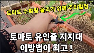 토마토 유인줄!지지대! 이게 최고! 모종옆에 지지대 설치하지 마세요! #토마토유인줄설치하기 #토마토지지대설치…