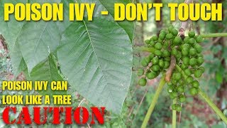 Poison ivy looks like a tree - don&#39;t touch!