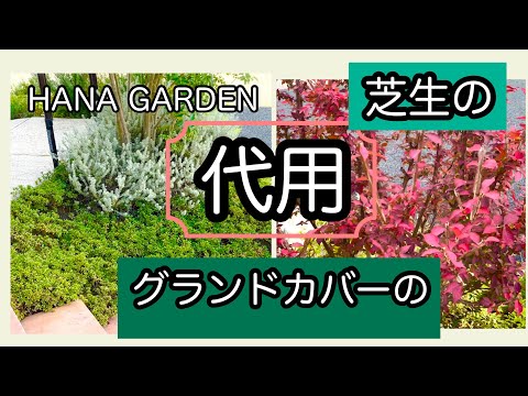 芝生の代わりに適したグランドカバーは何ですか?あなたの庭の土壌に応じてトップ3をご紹介します。  庭園