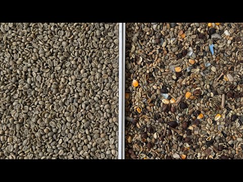 Green Coffee Beans Sorting---ANYSORT H-series for sorting impurities and discolor