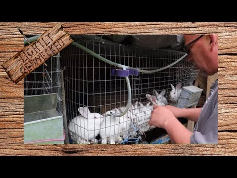 YouTube video about: Where to buy tamuk rabbits?