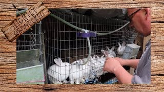 Where to Buy Meat Rabbit Breeding Stock