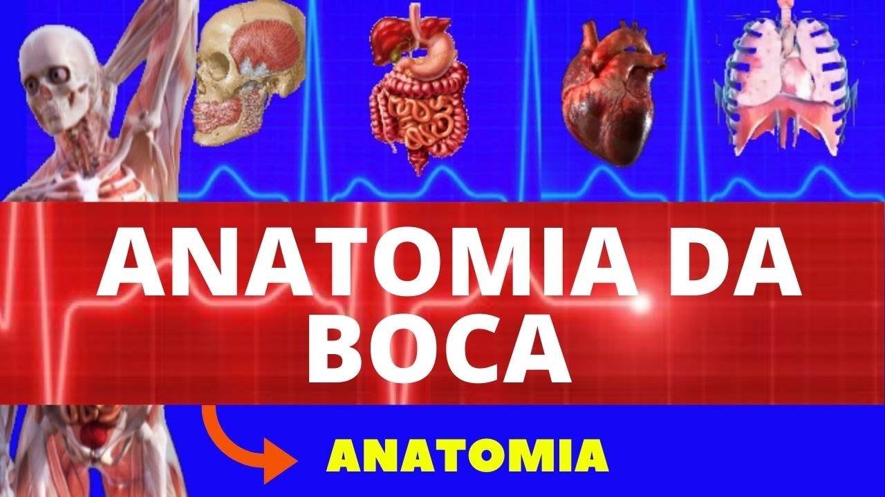 ANATOMIA DA BOCA - SISTEMA DIGESTÓRIO (CAVIDADE ORAL E SUAS ESTRUTURAS) - ANATOMIA HUMANA