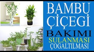 Bambu çiçeklerinin bakımı nasıl yapılmalı, Bambu çiçeklerinin sulanmas
