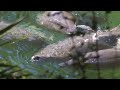 Blue Spring State Park Sees Manatees Return Early In Record Numbers