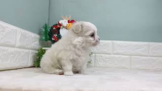 マルチーズの動画01