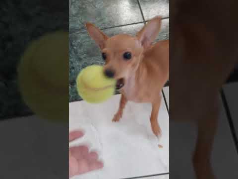 Me dá a bolinha Khalissa...🐶