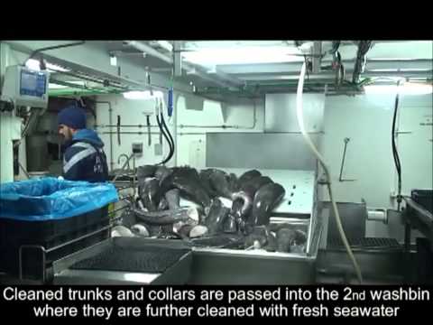 Glacier 51 Toothfish - The Story