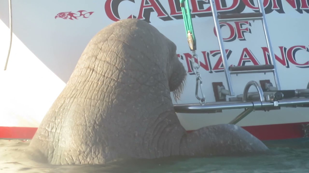 Wally the walrus climbs on boats in the Isles of Scilly