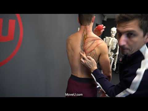 Mobilizing the Scapula by Releasing the Levator Scapula & Pec Minor -MoveU
