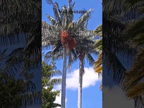 #colombia #cundinamarca #villapinzon #pueblitosmagicos #turismo