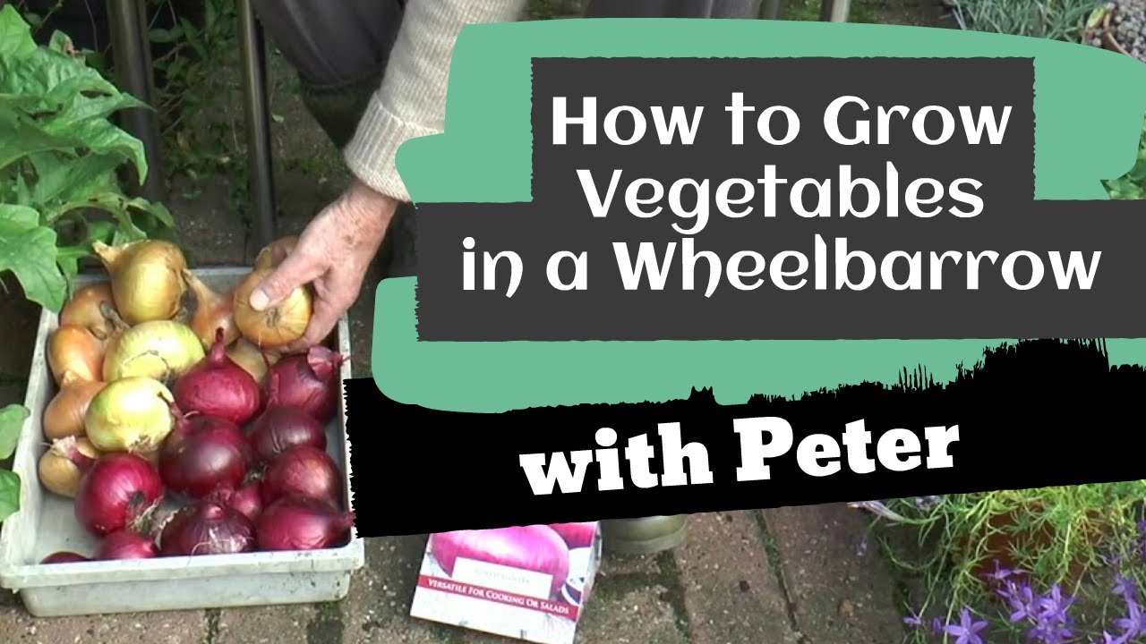 Growing Vegetables in a Wheelbarrow
