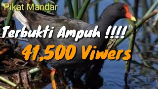 Download lagu Suara Pikat Burung Mandar Paling Ampuh Untuk Berburu mp3