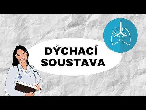 DÝCHACÍ SOUSTAVA - Horní a dolní dýchací cesty