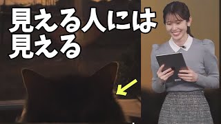 こちらが柴犬を覗くとき、柴犬もまたこちらを覗いているのだ【青原桃香】