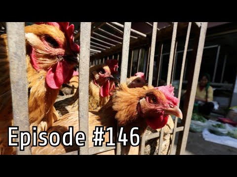 Recent Bird-Flu OUTBREAK in PHILIPPINES!?
