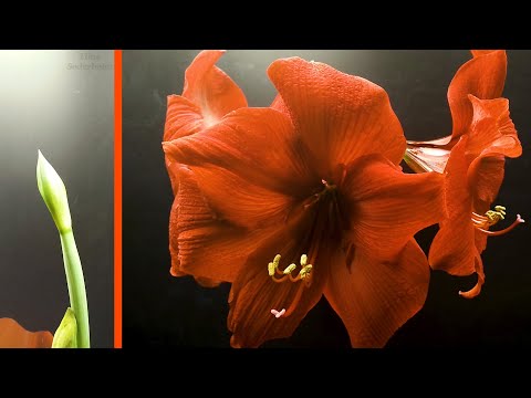 Red Amaryllis Time Lapse - Flowering 15 Days (Hippeastrum)