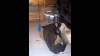 Astuce chat trop joueur : Plumeau