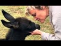 Donkey Makes Sweetest Sound For Human Mom