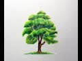 How to Draw a Tree with Colored Pencils