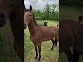 Deniro , jeune cheval d&rsquo;avenir 