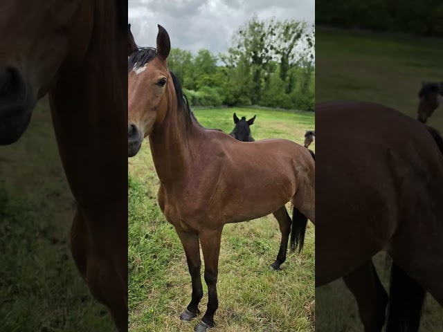 Deniro , jeune cheval d&rsquo;avenir 
