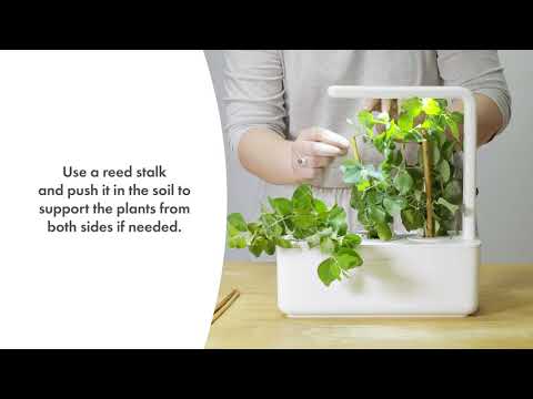 Click and Grow 3 vnt. papildymas - žirnių sėklos video