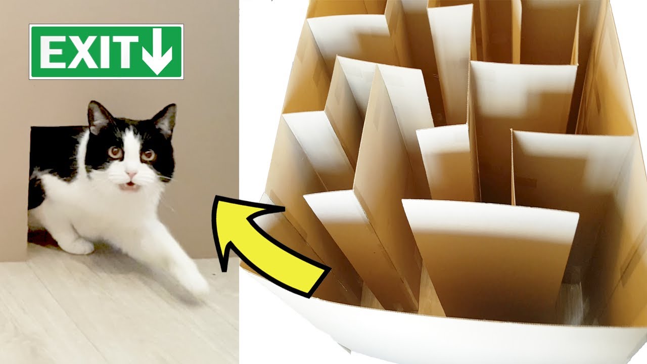Котка в лабиринт