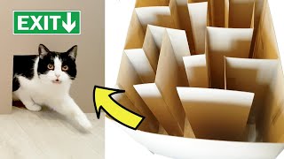 Cat's maze. Where's the exit???