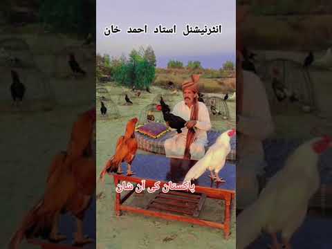 Ustad Ahmad Khan Aseel/TikTok Wala/Aseel Murga Mianwali/shots video/shotsvideos#aseelmurga#shorts