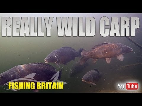 Sholling Carp under Snags Sholling Carp under Snags