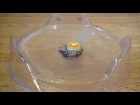 Beyblade 4D: Flash Sagittario 230WD VS Beat Lynx TH170WD [HD]