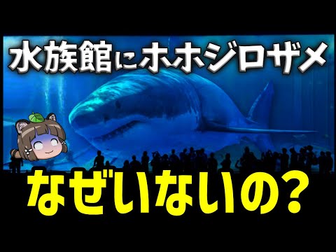 なぜ水族館にはホホジロザメがいないのか？