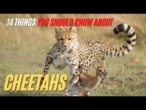 Cheetah Facts | 14 Things You Should Know about Cheetahs