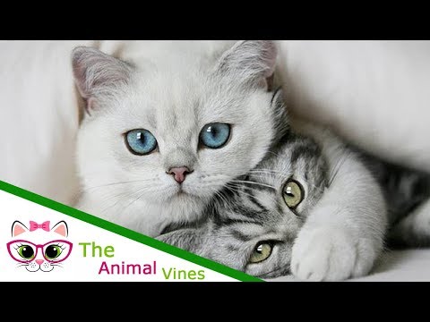 How To Take Care Of Cats | The Difference Between an Albino Cat and a White Cat