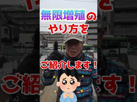 園芸 栽培台、ポケット菜園