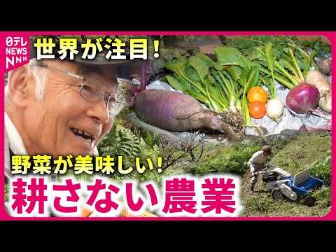 イラクサ肥料の簡単な作り方 除草剤のレシピ