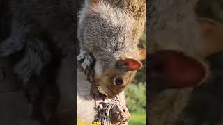 cute √ #shorts #viralvideo #short #cute #youtubeshorts