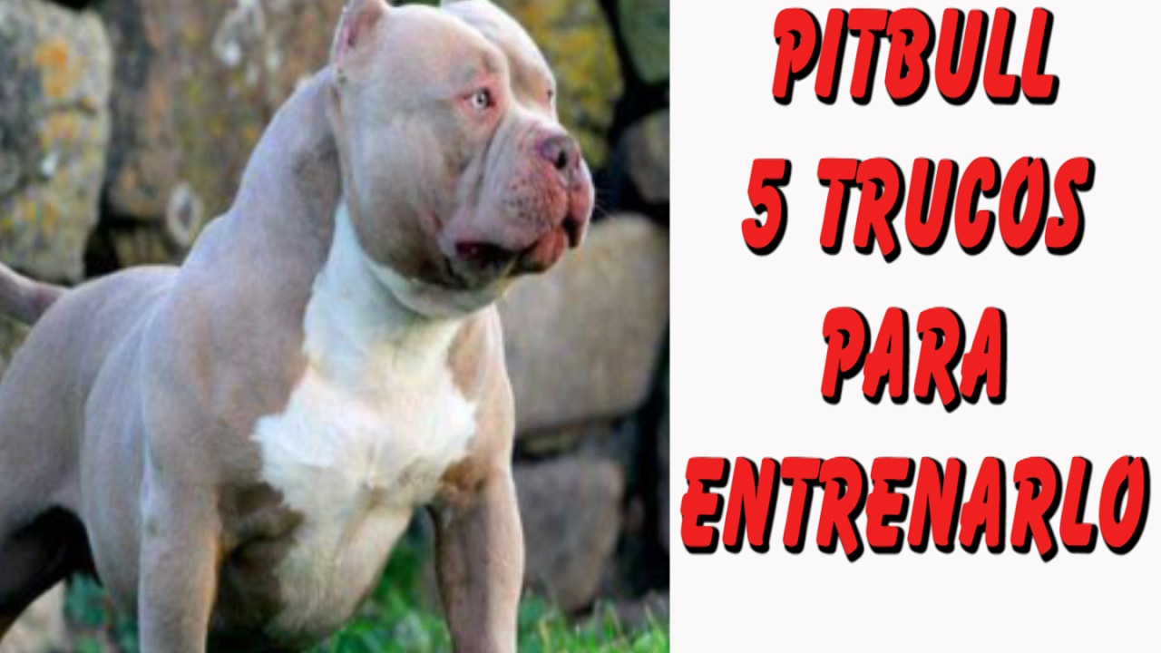 5 Trucos para Entrenar un Perro Pitbull (Prevención de Conductas Agresivas y Rehabilitación)