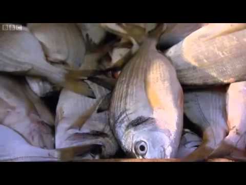 La laguna de Aristóteles (subtitulado al español).