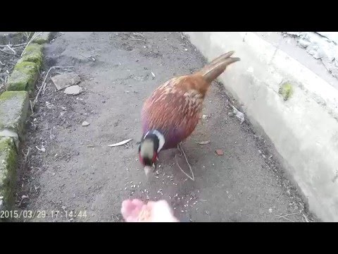 Samiec Bażanta karmiony z ręki.