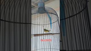 Download lagu Sogon gacor nembak mater pleci zipper #sogon #sogongacor #kicaumania mp3 Download lagu Sogon gacor nembak mater pleci zipper #sogon #sogongacor #kicaumania mp3