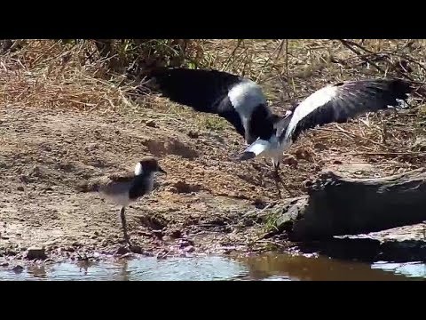 Djuma: Blacksmith Lapwing parent and chick - 12:45 - 08/04/19