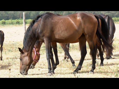 Furioso fajtákat mentenek Kecskeméttől pár kilométerre