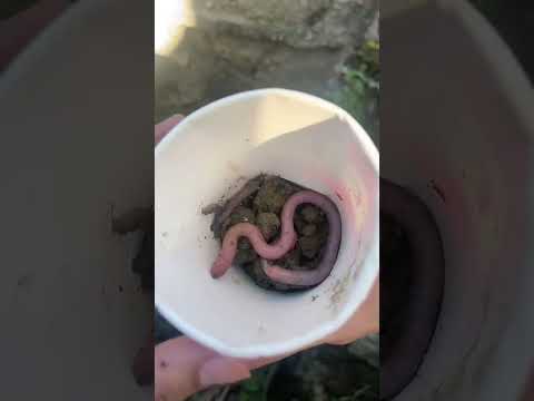 Catching Frog 🐸 #lifehacks #batang90s