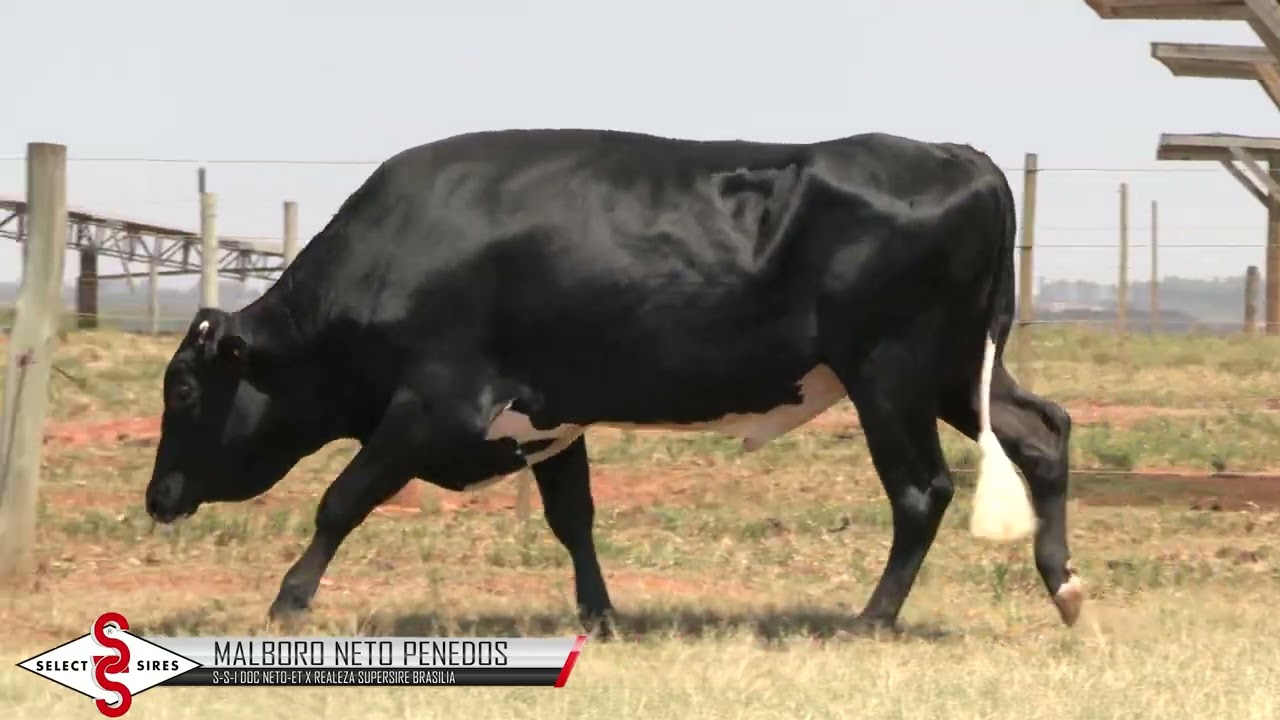 Vídeo MALBORO NETO PENEDOS