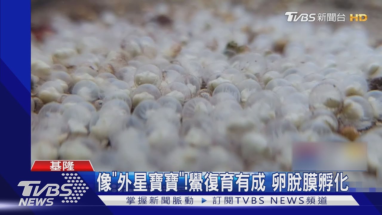 像「外星寶寶」!鱟復育有成 卵脫膜孵化