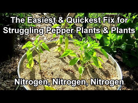 , title : 'How to Fix Pepper Plants that are Weak, Yellow, Struggling: Water Soluble Nitrogen Works Every Time!'
