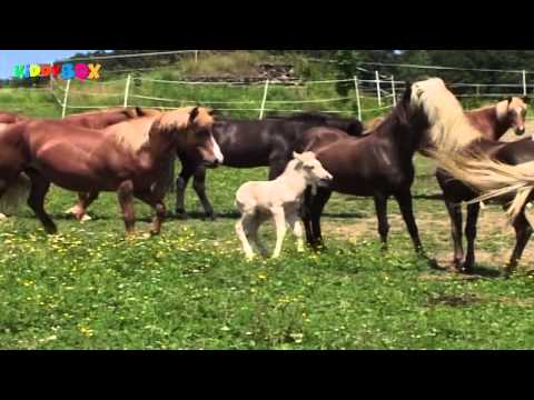 Colt / Fohlen - Einmal Ruhe, einmal Action (KIDDYBOXTV)