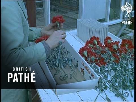 Unidentified Out Takes / Cuts - Cp Uni 3 - Carnation Packing (1960)